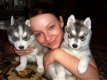 Twee Mooie Siberische Husky pups - 1 - Thumbnail