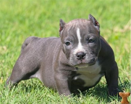 Supermooie pitbull terrier pups! - 1