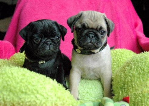 Mooie Mops Puppies - 1