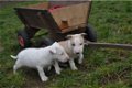 Mooie Bullterrier Puppies - 1 - Thumbnail