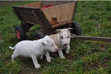 Mooie Bullterrier Puppies