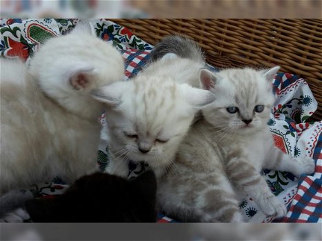 Magnifique Brits korthaar !!kitten beschikbaar, - 1