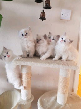 Ragdoll / Perzische kittens - 1