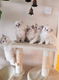 Ragdoll / Perzische kittens - 1 - Thumbnail