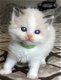 Nu klaar Ticca geregistreerd Ragdoll kitten - 1 - Thumbnail