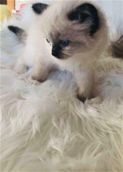 Goregous Nest van Ragdoll Cross kittens - 2