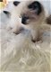 Goregous Nest van Ragdoll Cross kittens - 2 - Thumbnail