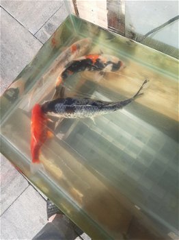 Te koop aangeboden complete koivijver Mooie grote aquarium - 2