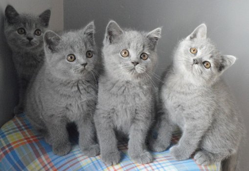Britse korthaar kittens beschikbaar - 1