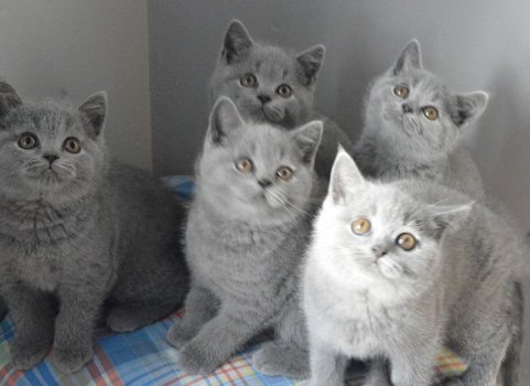 Britse korthaar kittens beschikbaar - 2