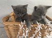 Britse korthaar kittens beschikbaar - 3 - Thumbnail