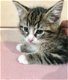 Nu klaar Ticca geregistreerd Ragdoll kitten.. - 1 - Thumbnail