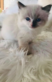 Mooie Ragdoll Kittens.... - 1