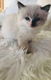 Mooie Ragdoll Kittens.... - 1 - Thumbnail