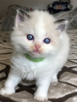 Nu klaar Ticca geregistreerd Ragdoll kitten...,, - 1