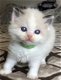 Nu klaar Ticca geregistreerd Ragdoll kitten...,, - 1 - Thumbnail