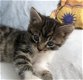 Super schattige Ragdoll kittens klaar - 1 - Thumbnail