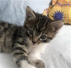 Super schattige Ragdoll kittens klaar