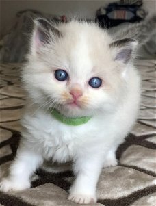 5 Super leuke Ragdoll kittens klaar