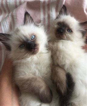 5 Super leuke Ragdoll kittens klaar - 2