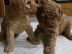 Mooie Cockapoo-puppy's - 1 - Thumbnail