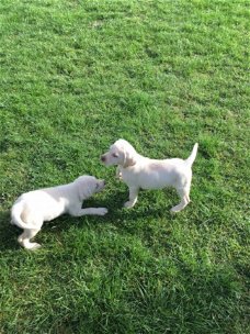 geregistreerde labrador-puppy's