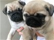 mannelijke en vrouwelijke pug puppy's - 1 - Thumbnail