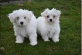 Miles and Shels super schattige Maltese puppy's - 1 - Thumbnail