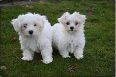 Miles and Shels super schattige Maltese puppy's