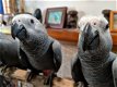 Afrikaanse grijze papegaai beschikbaar - 1 - Thumbnail