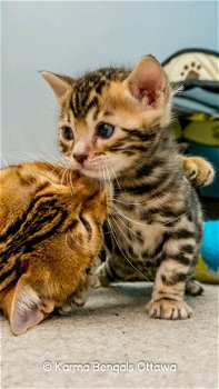 Mooie Bengaalse kittens - 1