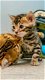 Mooie Bengaalse kittens - 1 - Thumbnail