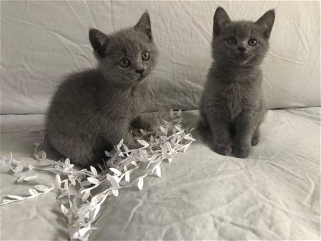 Britse korthaar kittens beschikbaar - 3