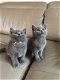 Britse korthaar kittens beschikbaar - 4 - Thumbnail