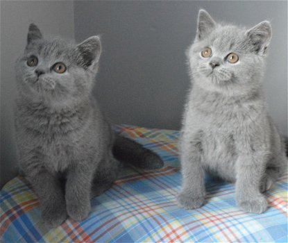 Britse korthaar kittens beschikbaar - 5