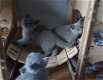 Britse korthaar kittens beschikbaar - 6 - Thumbnail