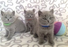 Stamboom Britse korthaar kittens,