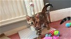 Bengaalse kittens voor nieuwe gezinnen - 1 - Thumbnail