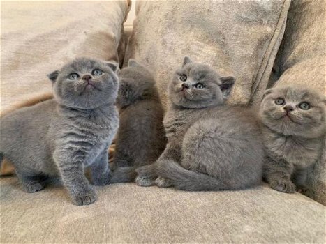 Schitterende Scottish Fold Kittens - 1