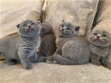 Schitterende Scottish Fold Kittens