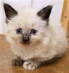 Gccf geregistreerde Siamese kittens'