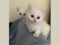 Munchkin Kittens geregistreerd - 1