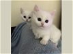 Munchkin Kittens geregistreerd - 1 - Thumbnail
