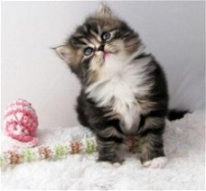 Siberische kittens beschikbaar.