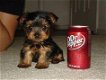 Theekopje Yorkshire Terrier puppy's - 1 - Thumbnail