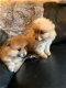 Verbluffende Pomeraniaanse puppy's. - 1 - Thumbnail