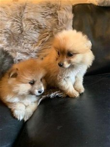 Verbluffende Pomeraniaanse puppy's.