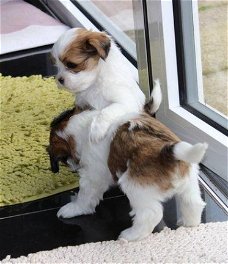 Prachtige Shih Tzu-puppy's