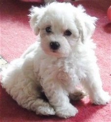 Mooie Bichon Frise-puppy's