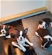 Prachtige Boston Terrier-puppy's - 1 - Thumbnail